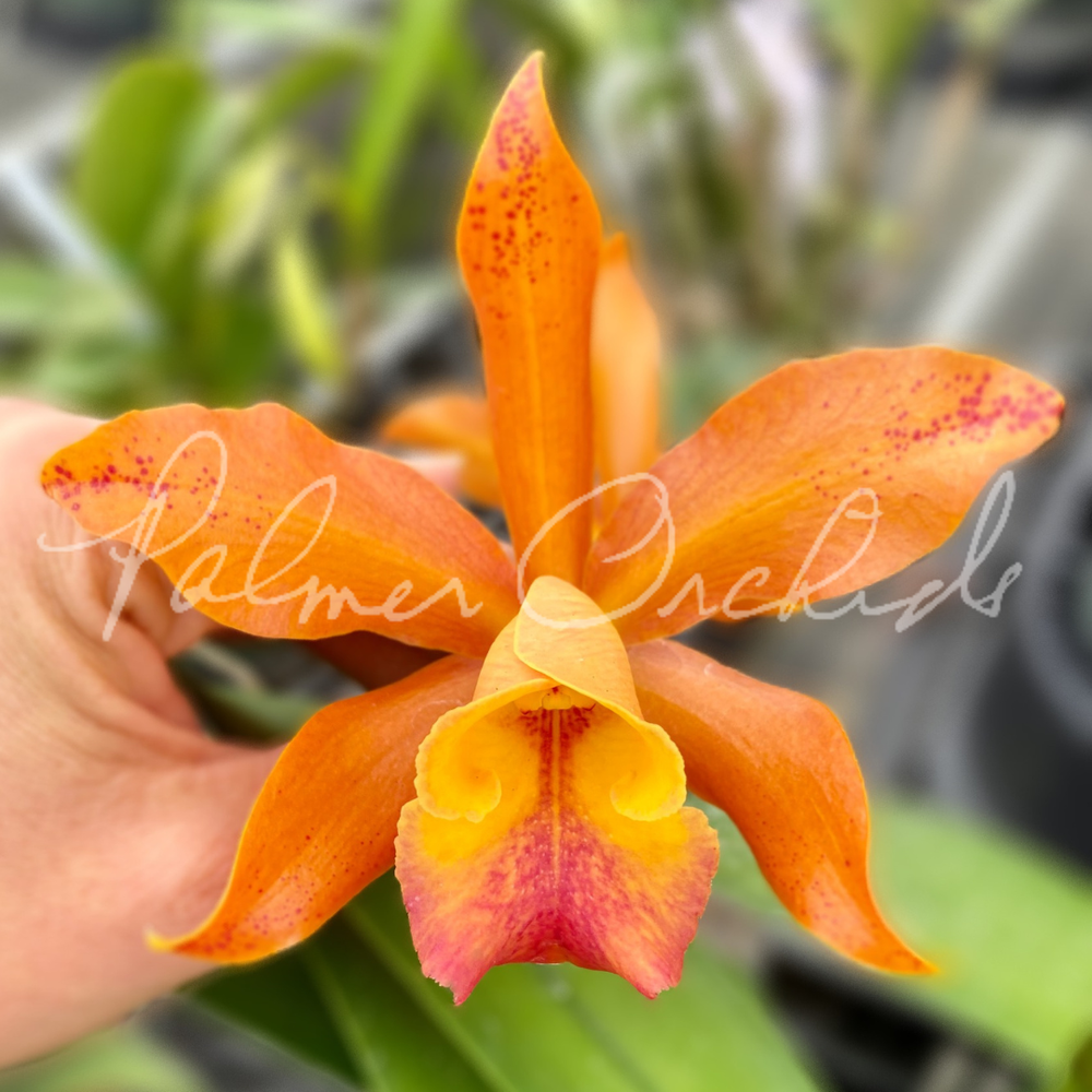 Rth. Nobile's Ambar — Palmer Orchids